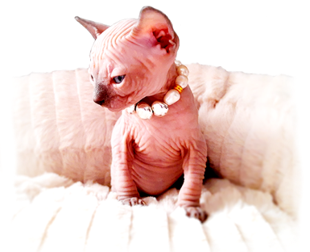 un gato sphynx